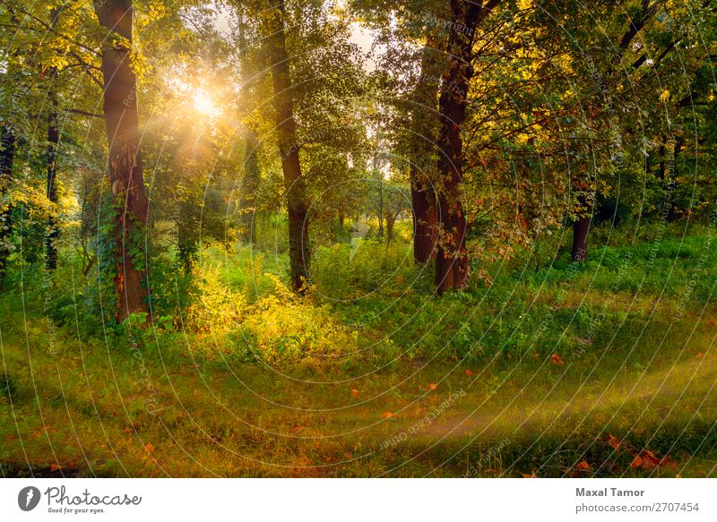 Sonnenaufgang im Wald Ferien & Urlaub & Reisen Sommer Nebel Baum Gras Park grün geheimnisvoll Kiew kyiv Ukraine Schlag Windstille glühen horizontal Licht