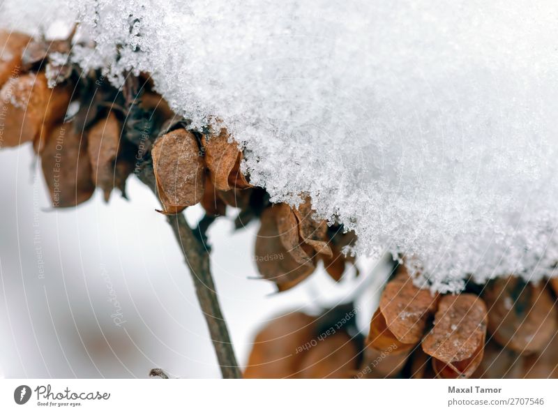 Schnee auf Saatgut in den Hülsen Winter Weihnachten & Advent Natur Pflanze Baum Wald weiß Ast kalt Kristalle Dezember Februar Frost gefroren Eis eisig Januar