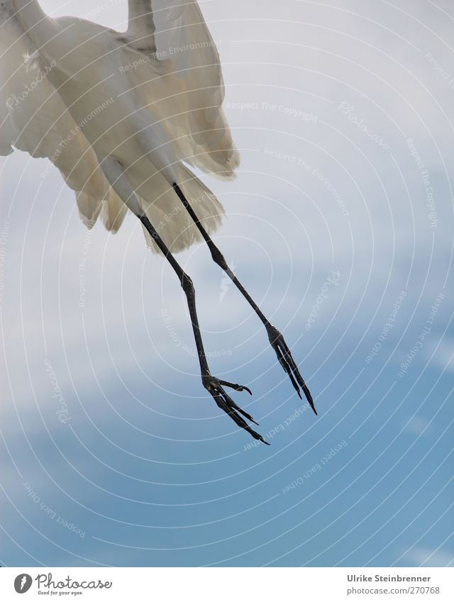 300 / Kein Grund abzuheben Umwelt Natur Tier Luft Himmel Wolken Frühling Schönes Wetter Wildtier Vogel Flügel Krallen Silberreiher 1 fliegen exotisch frei dünn