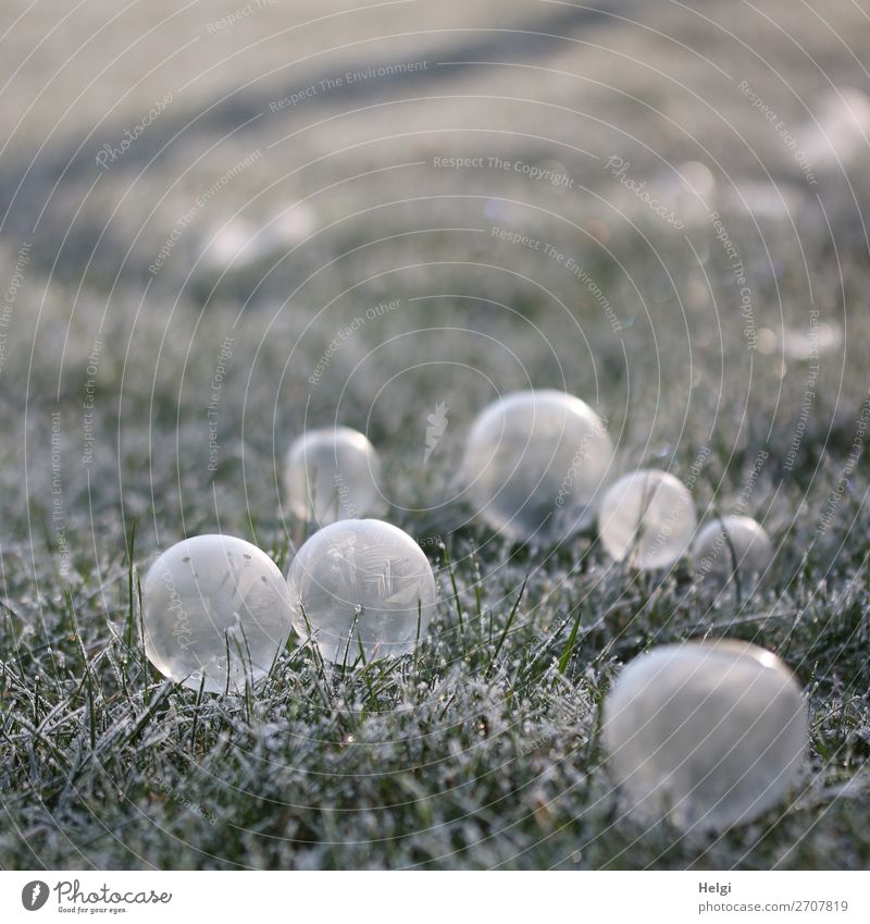 viele gefrorene Seitenblasen liegen auf einer Wiese mit Raureif Umwelt Natur Pflanze Winter Eis Frost Gras Garten Seifenblase Kugel frieren ästhetisch