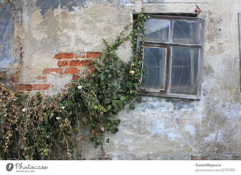 Zeitverluste Pflanze Wildpflanze Menschenleer Haus Mauer Wand Fassade Fenster Beton Backstein die verheerenden Auswirkungen der Zeit Verwesung Verschlechterung