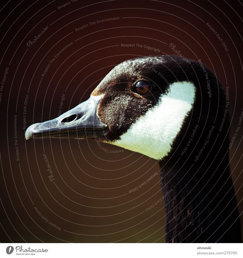 Gans allein Natur Tier Wildtier Vogel 1 Blick Farbfoto Außenaufnahme Textfreiraum oben Sonnenlicht Tierporträt