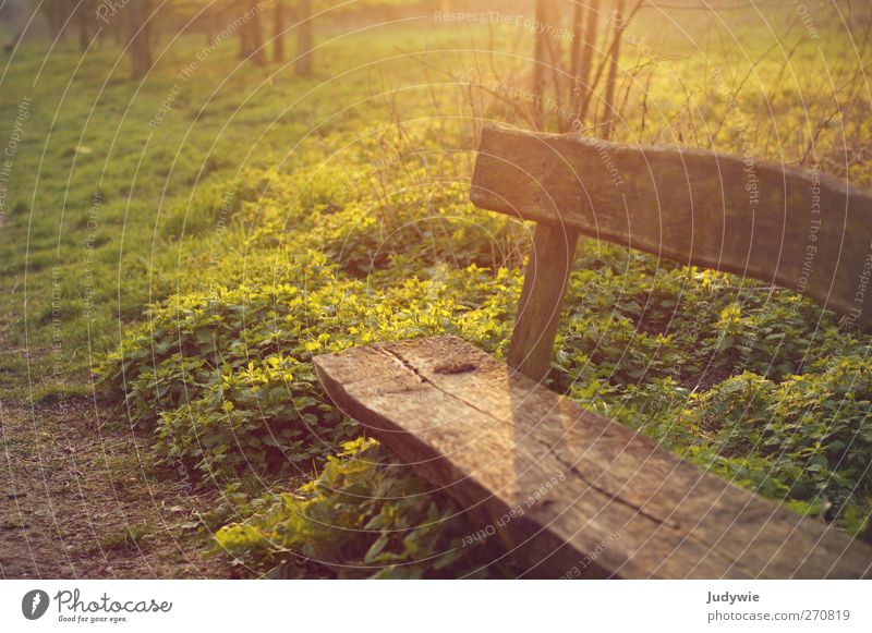 Setz dich. Erholung ruhig Freizeit & Hobby Sommer Umwelt Natur Sonne Sonnenaufgang Sonnenuntergang Herbst Pflanze Sträucher Park Bank Parkbank Holzbank sitzen