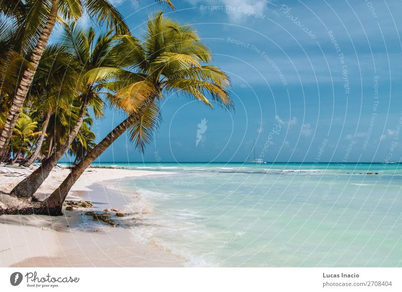 Saona Insel bei Punta Cana, Dominikanische Republik Ferien & Urlaub & Reisen Tourismus Ausflug Sommer Sommerurlaub Strand Meer Wellen Umwelt Natur Sand Baum