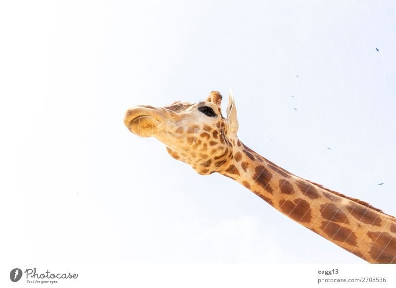 Niedliche Giraffe unter dem blauen Himmel exotisch schön Gesicht Ferien & Urlaub & Reisen Tourismus Safari Zoo Umwelt Natur Landschaft Tier Urwald Wildtier