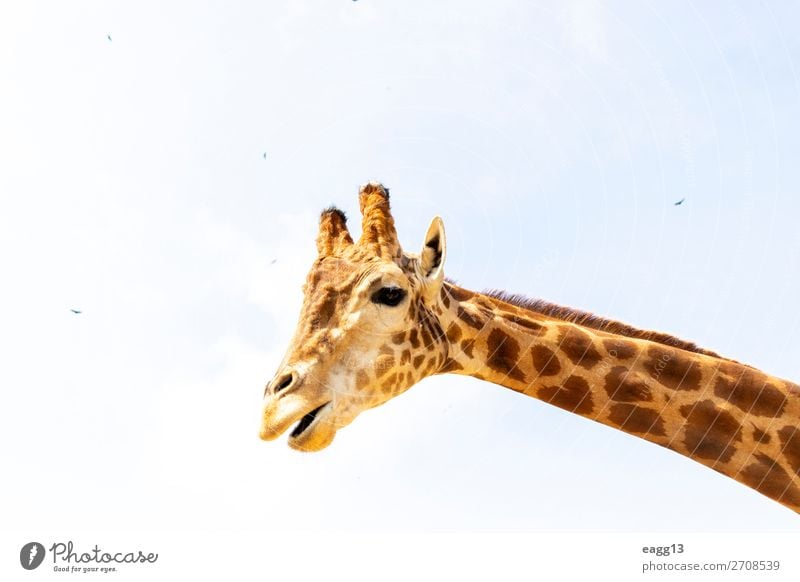 Niedliche Giraffe unter dem blauen Himmel exotisch schön Gesicht Ferien & Urlaub & Reisen Tourismus Safari Zoo Umwelt Natur Landschaft Tier Urwald Wildtier