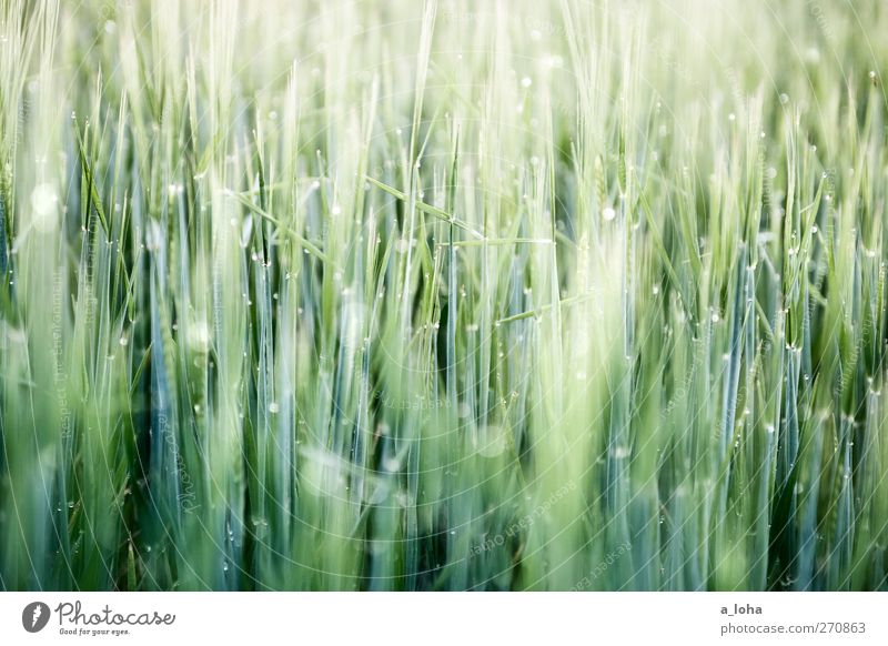 222 halme Natur Wassertropfen Frühling Schönes Wetter Pflanze Nutzpflanze Feld Linie frisch nass natürlich grün Wachstum Getreide Wiese Gras Farbfoto
