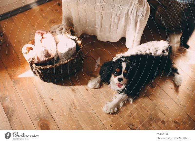 Kavalier König Charles Spaniel Hund entspannt zu Hause Glück schön Erholung Freundschaft Tier Wärme Pelzmantel Haustier schlafen klein niedlich schwarz weiß