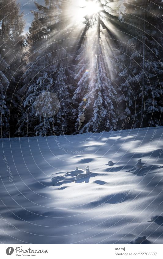 Es tut so gut! Leben harmonisch ruhig Meditation Natur Winter Eis Frost Schnee leuchten außergewöhnlich fantastisch kalt Reinheit Einsamkeit Hoffnung