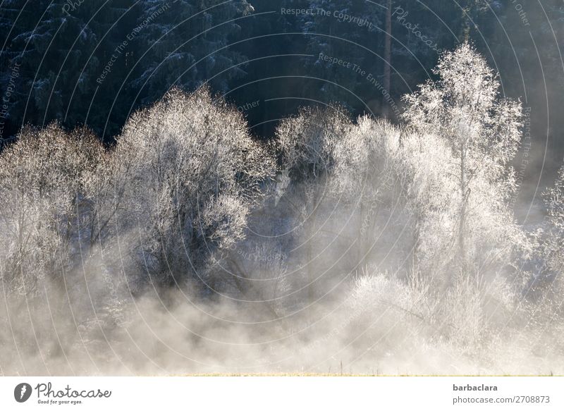 Winterzauber im Schwarzwald Urelemente Nebel Eis Frost Schnee Baum Wald Flussufer leuchten außergewöhnlich frisch hell kalt weiß Stimmung Beginn Klima Natur