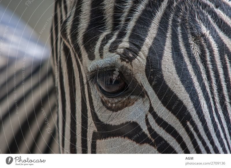 Zebra Nahaufnahme Auge Tier Fell Pferd Zoo 1 ästhetisch hell schön schwarz weiß gestreift streifenmuster Tiefenschärfe Wimpern Verwirbelung Zebrastreifen
