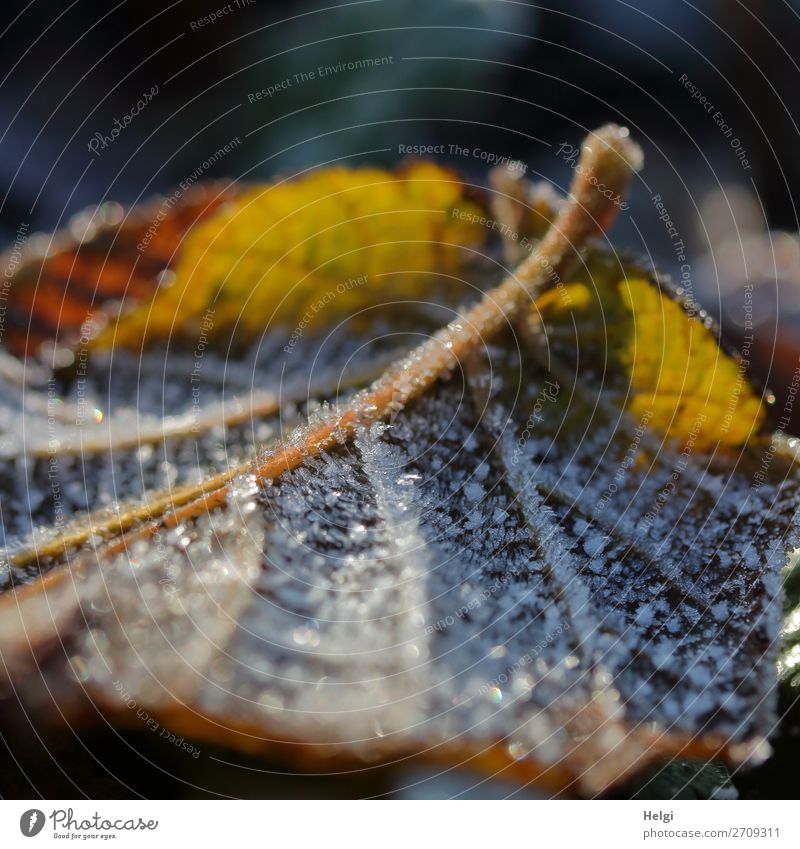 Nahaufnahme eines gelb-braunen Herbstblattes  mit Raureif im Gegenlicht Umwelt Natur Pflanze Winter Eis Frost Blatt Blattadern Garten frieren glänzend leuchten
