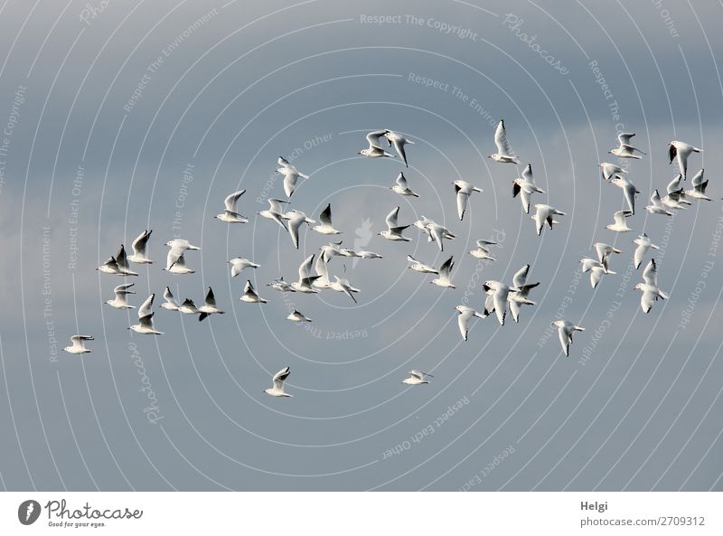 eine Schwarm Möwen fliegt vor blauem Himmel Umwelt Natur Tier Sommer Wildtier Vogel fliegen hoch einzigartig natürlich grau weiß Leben Farbfoto Gedeckte Farben