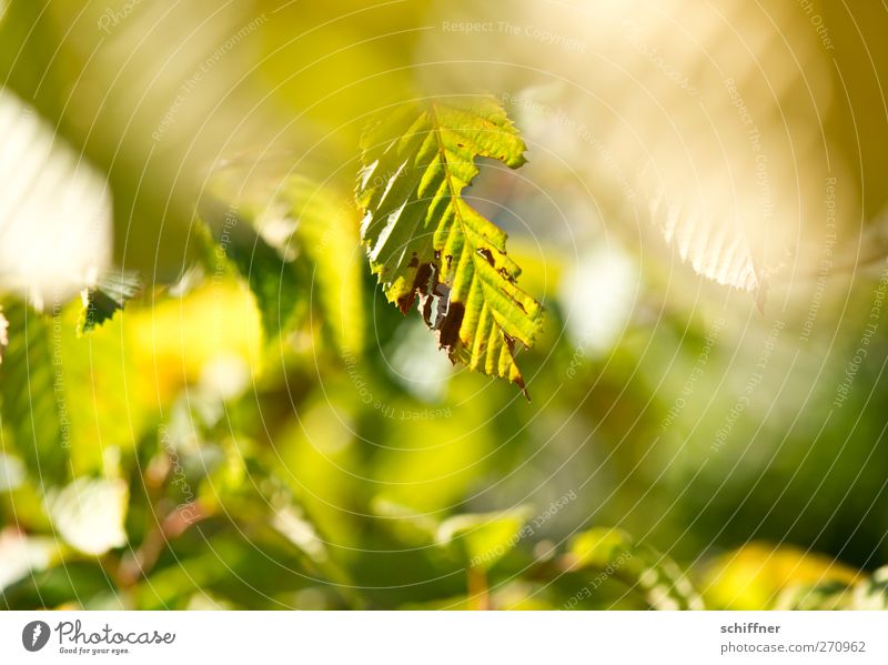angefressen Umwelt Natur Pflanze Sonnenlicht Herbst Schönes Wetter Baum Sträucher Blatt Grünpflanze Park grün Tiefenschärfe Blattgrün welk Freundlichkeit
