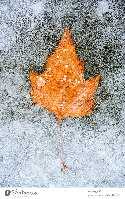 Eiszeit | Einschlüsse I Winter Frost Blatt Teich braun grau kalt Herbstlaub Einschluss konserviert Hochformat Farbfoto Gedeckte Farben Außenaufnahme Nahaufnahme