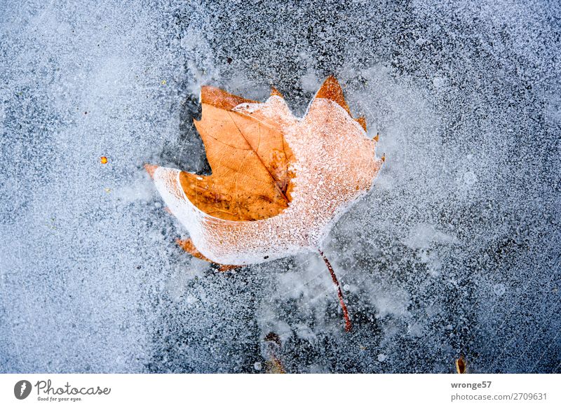 Eiszeit | Einschlüsse III Winter Natur Pflanze Frost Blatt Teich blau braun grau Einschluss Querformat Herbstlaub konserviert Farbfoto Gedeckte Farben
