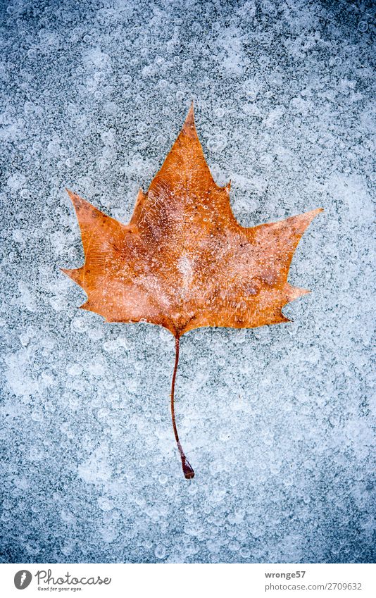 Eiszeit | Einschlüsse II Winter Natur Pflanze Frost Blatt Teich kalt blau braun grau Einschluss Hochformat Herbstlaub konserviert Farbfoto Gedeckte Farben