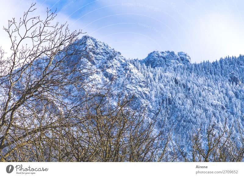 1200 | Ziele setzen Himmel Winter Schönes Wetter Schnee Sträucher Ast Wald Felsen Alpen Berge u. Gebirge Gipfel Schneebedeckte Gipfel Bergwald wandern hoch