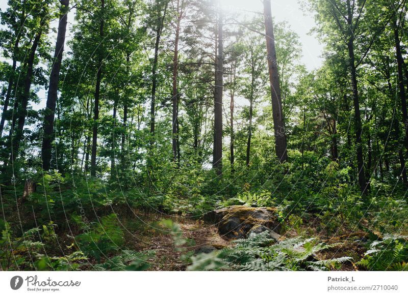 Waldstadt Natur Sommer Klima Pflanze Baum Gras Sträucher Farn Wildpflanze hängen elegant gigantisch schön einzigartig natürlich wild grün Euphorie Kraft Mut