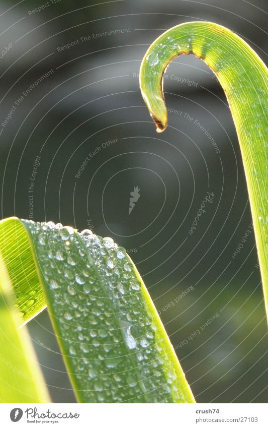Regentropfen im Grünen Bach grün Wassertropfen Pflanze Natur Makroaufnahme Detailaufnahme