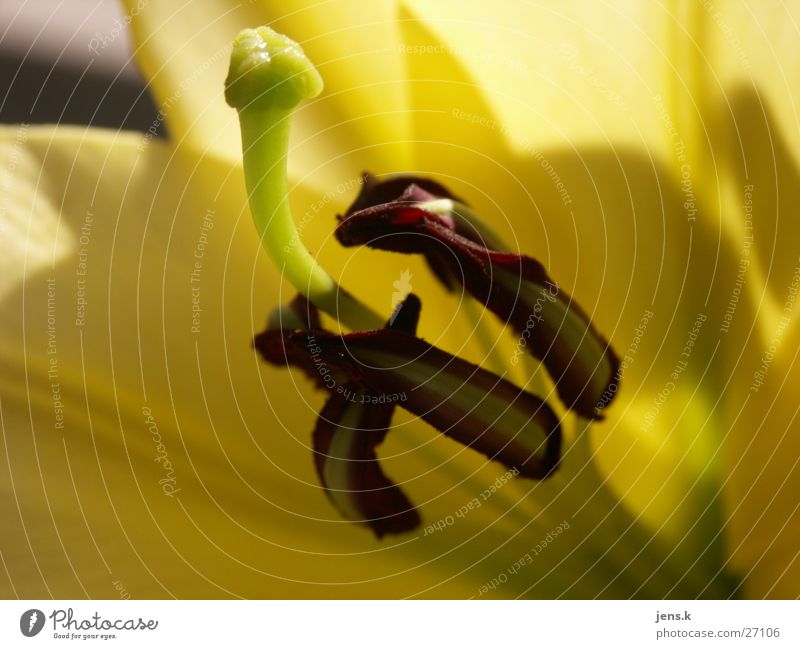 Blüte Blume gelb Detailaufnahme