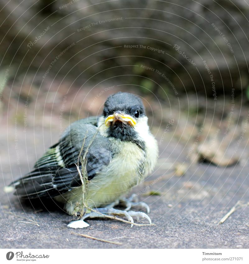 Kurzes Leben Umwelt Natur Garten Heidelberg Tier Vogel 1 festhalten Blick warten grau schwarz Gefühle Sorge Angst Schwäche Nestflüchter flugunfähig bedroht