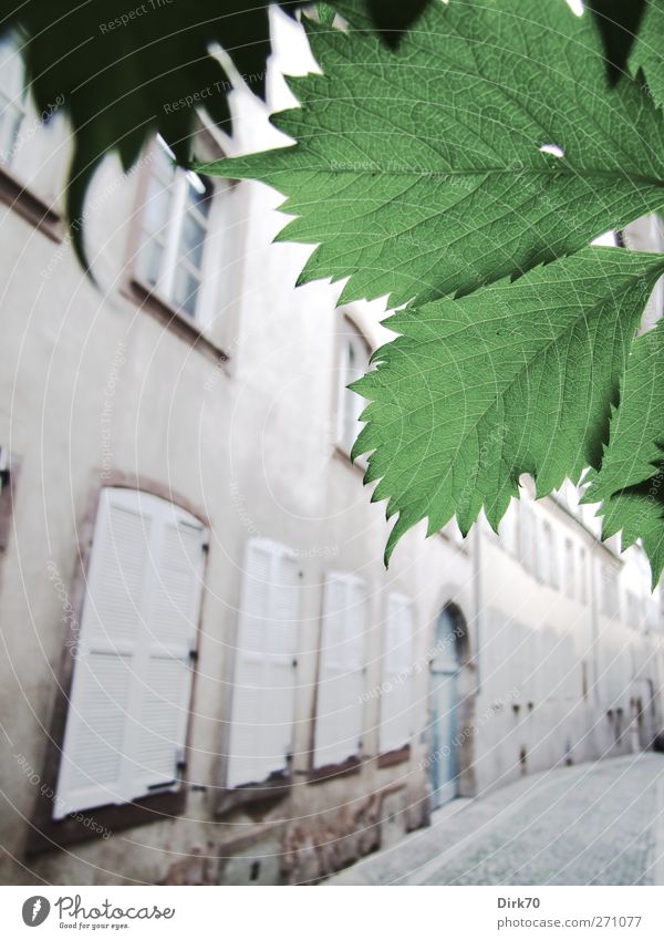 Lichte Gasse, Blätterschmuck Schönes Wetter Pflanze Blatt Grünpflanze Ranke Straßburg Frankreich Stadt Stadtzentrum Altstadt Menschenleer Haus Architektur