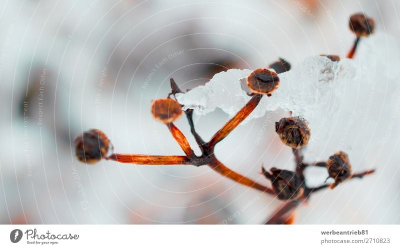 Eis auf einer Pflanze Winter Schnee Natur Landschaft Wetter Blume Blatt Wald frisch hell braun defokussiert Schönheit in der Natur Frost gefroren