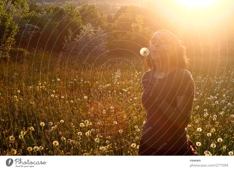 pusteblume Mensch feminin Junge Frau Jugendliche 1 Landschaft Sonne Sonnenaufgang Sonnenuntergang Sonnenlicht Frühling Sommer Schönes Wetter Gras Wiese Glück
