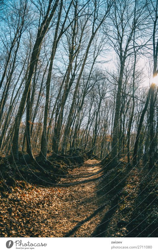 Ein Pfad in einem herbstlichen Wald am Nachmittag Abenteuer Sonne wandern Natur Landschaft Herbst Baum Blatt Wege & Pfade Gelassenheit Komplettlösung Gang