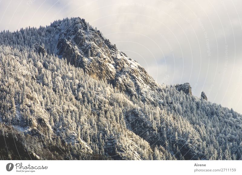 Puderzuckerberg Landschaft Himmel Winter Schnee Nadelwald Wald Felsen Alpen Berge u. Gebirge Gipfel Schneebedeckte Gipfel Bergwald groß kalt oben weiß