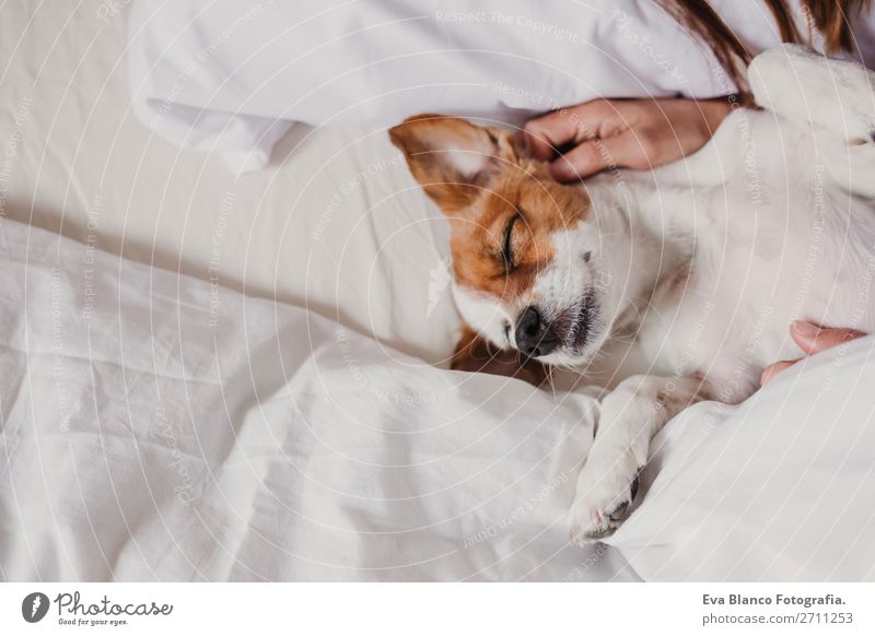 süßer kleiner Hund, der mit ihrem Menschen auf dem Bett liegt. elegant Freude Gesicht Erholung Haus Büro Frau Erwachsene Tier Accessoire Haustier Liebe schlafen