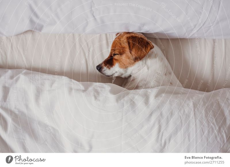 süsse zarte weiß-braune Jack Russell schläft auf einem Bett. Glück Krankheit Leben Erholung Winter Haus Schlafzimmer Familie & Verwandtschaft Tier Herbst Wetter