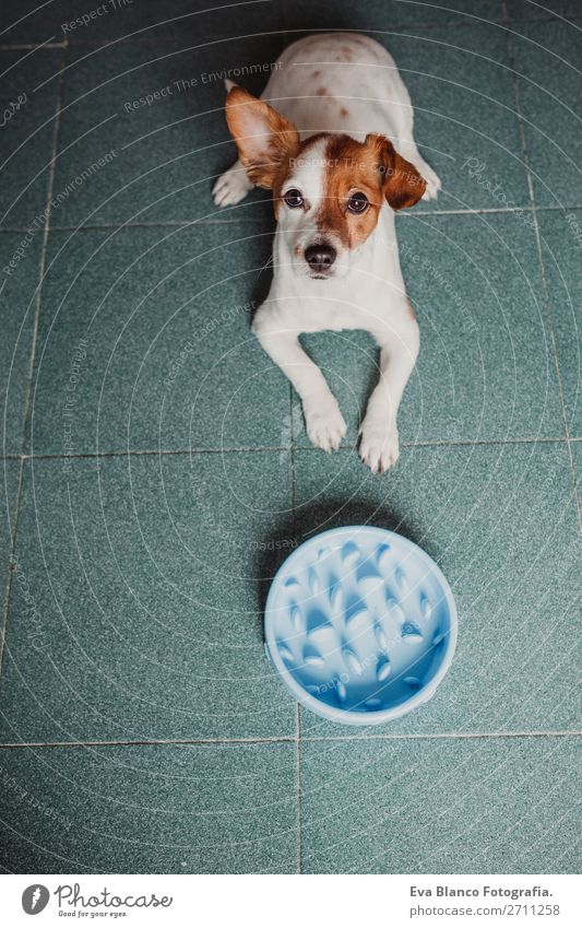 süßer kleiner Hund sitzend und wartend auf das Essen Frühstück Mittagessen Abendessen Diät Schalen & Schüsseln Lifestyle Haus Schule Tier Haustier füttern