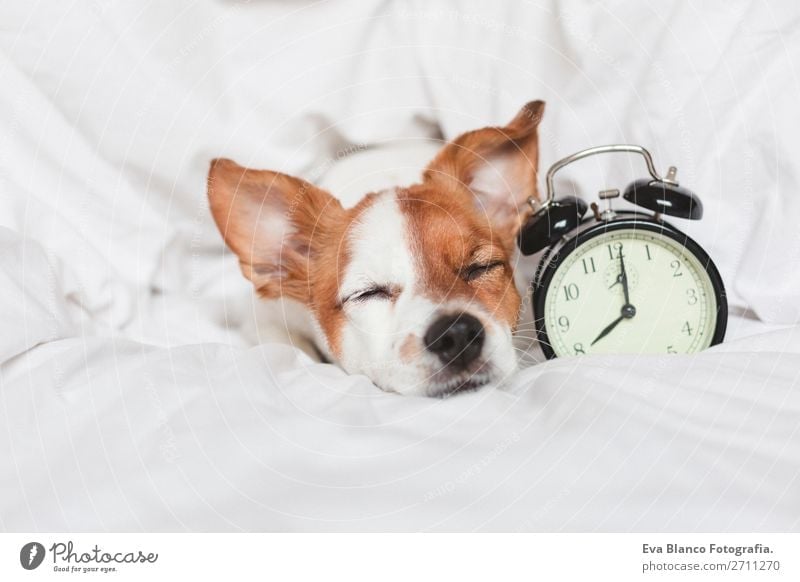 süßer Hund auf dem Bett liegend mit einem Wecker Glück Leben Erholung Winter Haus Uhr Schlafzimmer Arbeit & Erwerbstätigkeit Familie & Verwandtschaft Tier