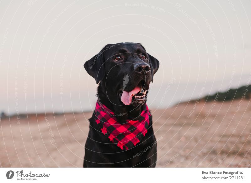 schönes Portrait schwarzer Labradorhund bei Sonnenuntergang Lifestyle Freude Glück Freundschaft Natur Landschaft Tier Herbst Mode Haustier Hund Lächeln