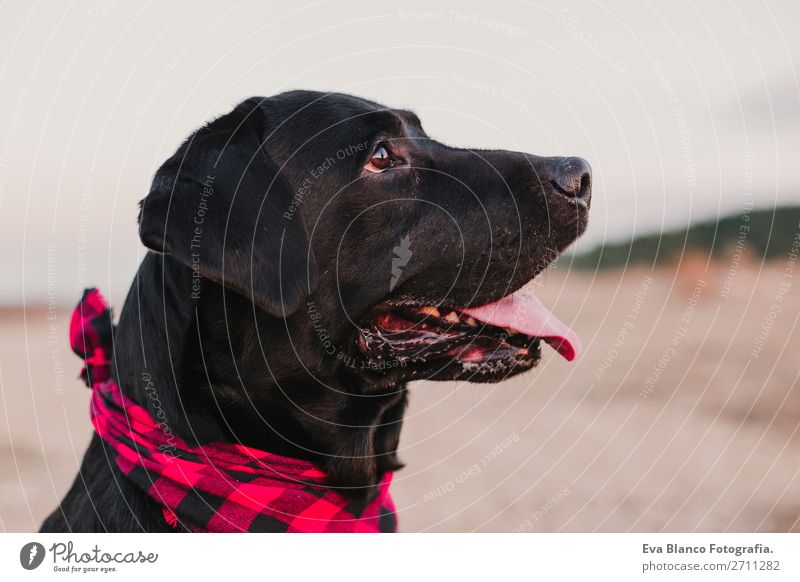 schönes Portrait schwarzer Labradorhund bei Sonnenuntergang Lifestyle Freude Glück Freundschaft Natur Landschaft Tier Herbst Mode Haustier Hund Lächeln