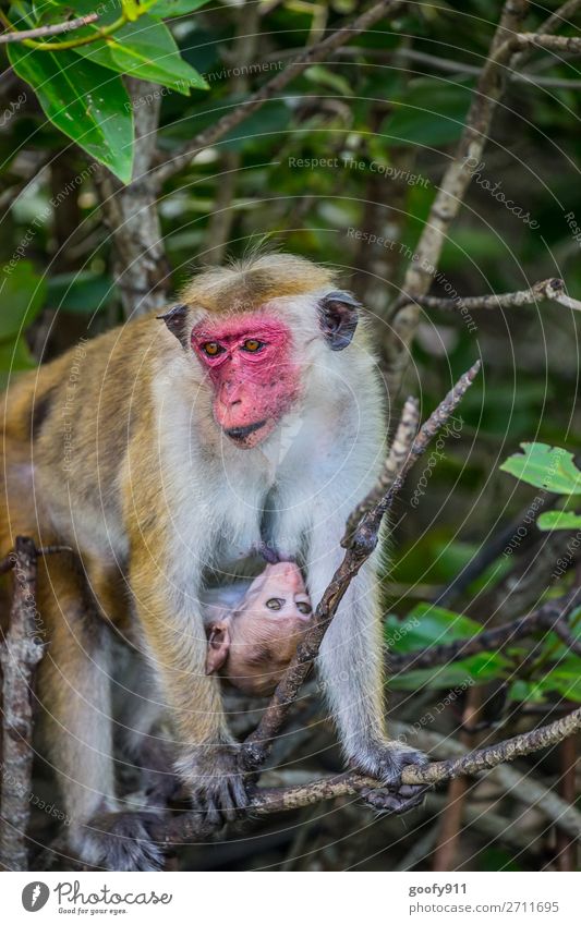 Makakenmutter mit Baby Ferien & Urlaub & Reisen Tourismus Ausflug Abenteuer Ferne Freiheit Safari Expedition Umwelt Natur Baum Sträucher Wald Urwald Sri Lanka