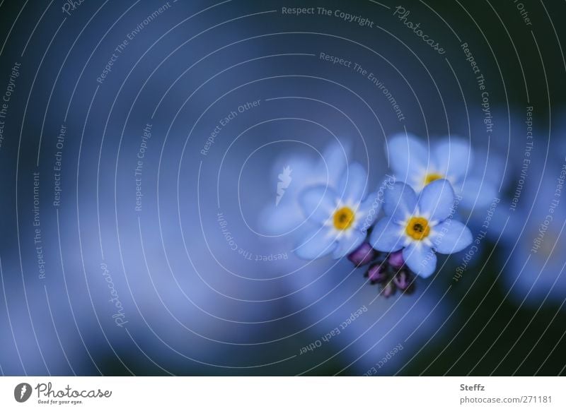 Weißt du noch? - Vergissmeinnicht Vergissmeinnichtblüte Frühlingsblume blaue Blüten Frühlingserwachen Naturerwachen Myosotis blaue Blumen zarte Blüten