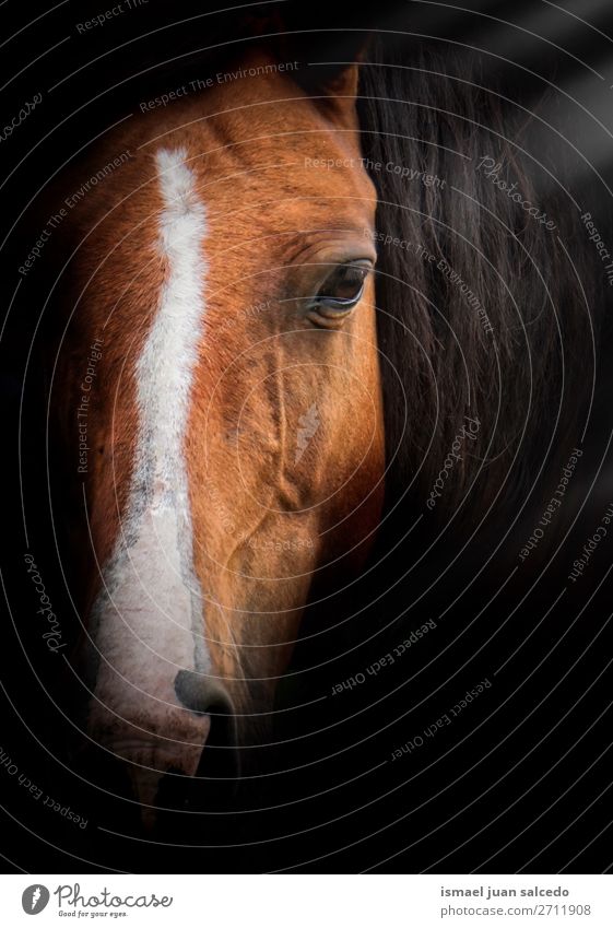 elegantes Braunpferd-Porträt in der Natur Pferd braun Tier wild Kopf Auge Ohren Behaarung niedlich Beautyfotografie wildes Leben ländlich Wiese Bauernhof