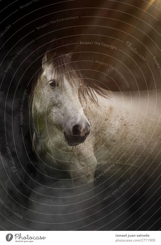 schönes Weißpferd-Porträt in der Natur Pferd weiß Tier wild Kopf Auge Ohren Behaarung niedlich Beautyfotografie elegant wildes Leben ländlich Wiese Bauernhof