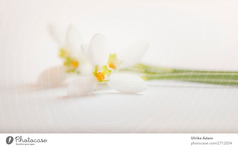 Schneeglöckchen - Blumen Design Wellness Leben harmonisch Zufriedenheit Erholung Meditation Spa Dekoration & Verzierung Tapete Feste & Feiern Valentinstag