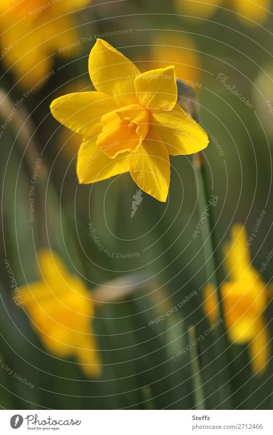 blühende Gelbe Narzisse Narzissen Narcissus Osterglocke Osterglöckchen Blume Blüte Märzenbecher Frühlingsblumen Frühblüher Frühlingsblüten