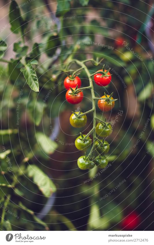 Frische Bio Tomaten Lebensmittel Gemüse Tomatenplantage Picknick Bioprodukte Vegetarische Ernährung Diät Fasten Slowfood Italienische Küche Freude Glück