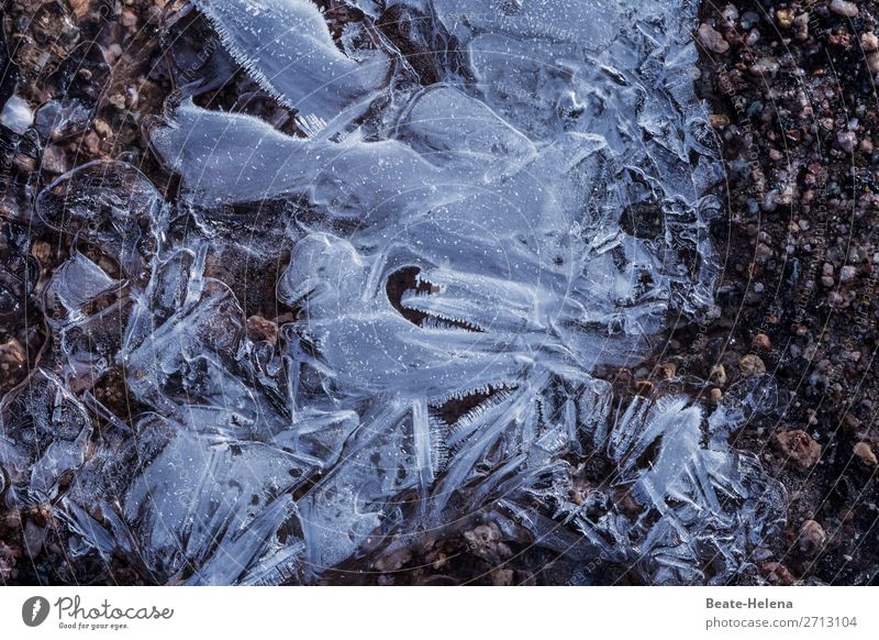 Eiszeit Umwelt Natur Erde Wasser Winter Wetter Frost Eisblumen Wege & Pfade frieren ästhetisch außergewöhnlich dunkel Coolness gefroren Glatteis Eiskristall