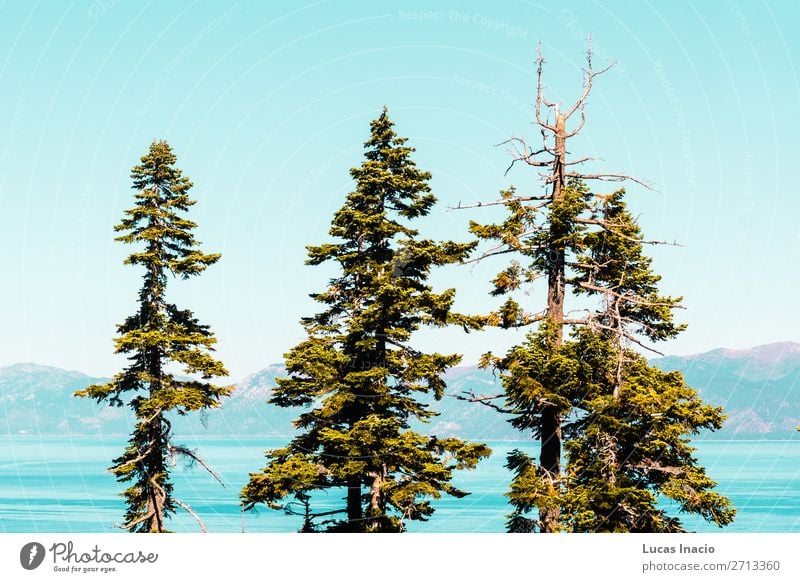 Bäume vor der Emerald Bay und dem Lake Tahoe Ferien & Urlaub & Reisen Tourismus Sommer Berge u. Gebirge Garten Umwelt Natur Himmel Baum Gras Blatt Park Wald