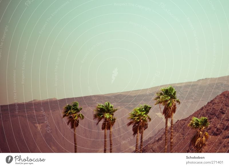 palm tree.02 Ferien & Urlaub & Reisen Abenteuer Sommer Sonne Natur Landschaft Erde Sand Wolkenloser Himmel Sonnenaufgang Sonnenuntergang Schönes Wetter Wärme
