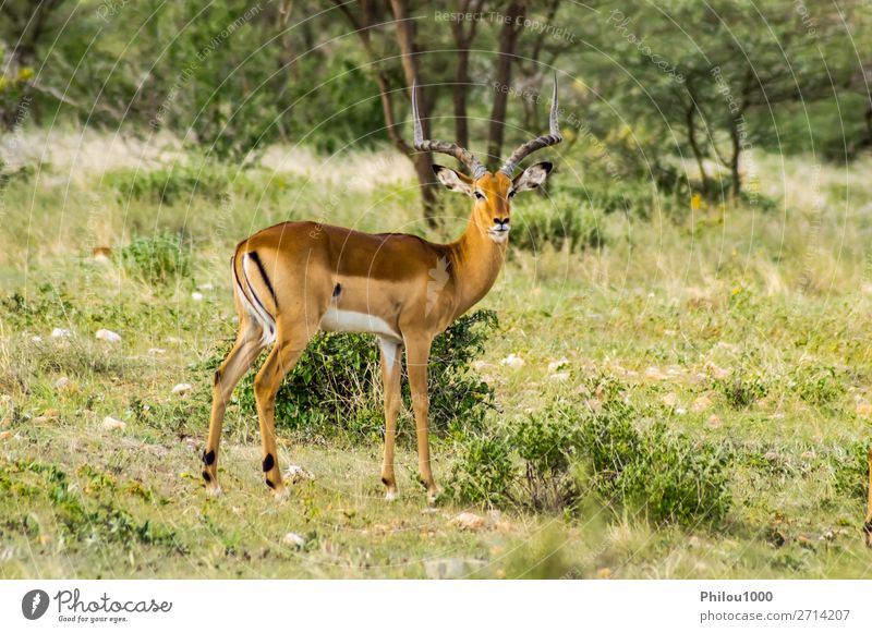 Männlicher Impala mit neugierigem Blick schön Ferien & Urlaub & Reisen Safari Mann Erwachsene Natur Tier Park natürlich wild grün Samburu Aepyzeros Afrika