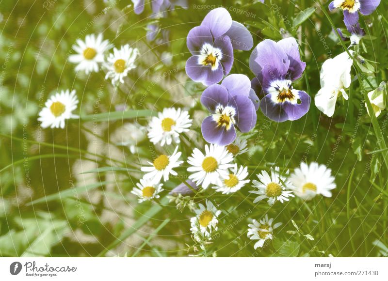 Die Drei Natur Pflanze Frühling Sommer Blume Gras Blüte Grünpflanze Nutzpflanze Duftveilchen Stiefmütterchenblüte Gänseblümchen Blühend leuchten einfach