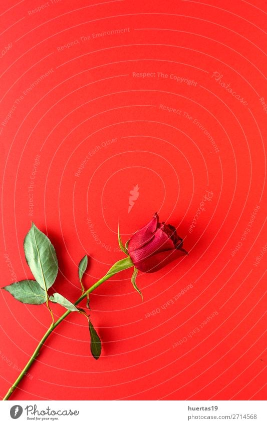 rote Rosen mit rotem Hintergrund elegant Stil Design Feste & Feiern Valentinstag Hochzeit Geburtstag Kunst Blume Blüte Liebe natürlich oben Romantik